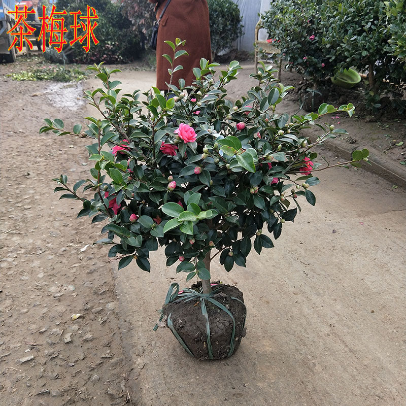 四季常青茶梅花苗茶梅球别墅庭院花坛矮化绿篱苗耐寒植物花卉