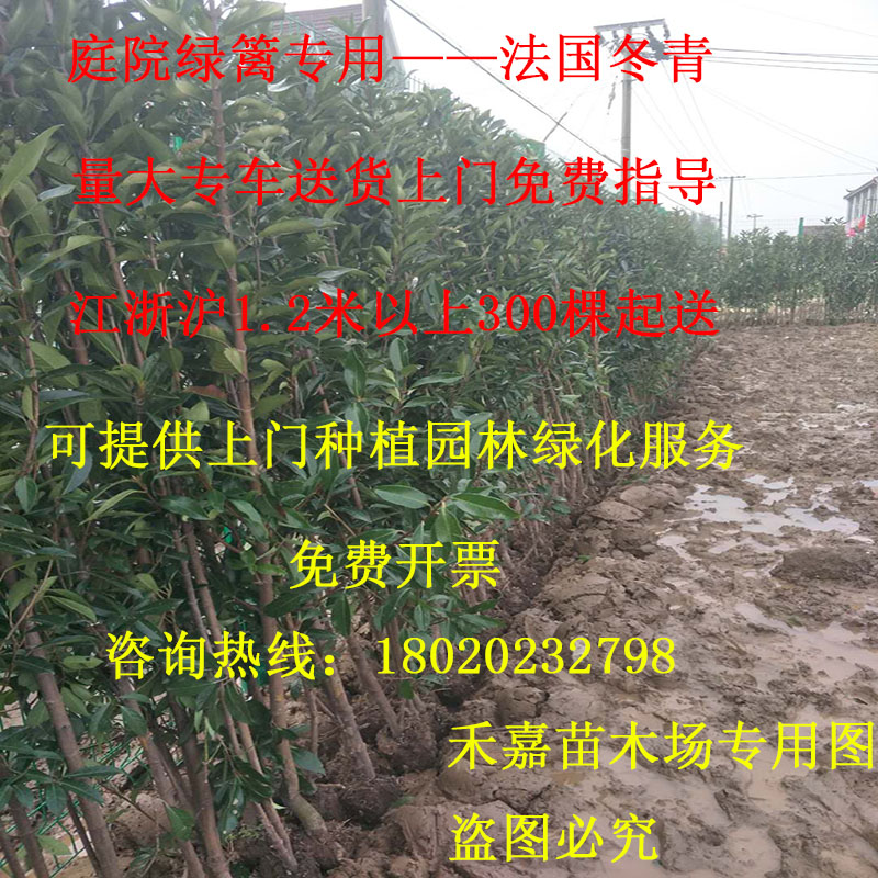 法国冬青珊瑚树苗别墅庭院绿篱北海道冬青苗常绿围墙篱笆墙苗包邮