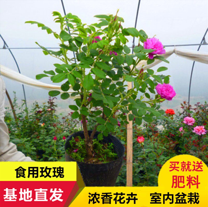 香水玫瑰花苗平阴玫瑰食用玫瑰花苗大马士革紫枝玫瑰苗丰花一号