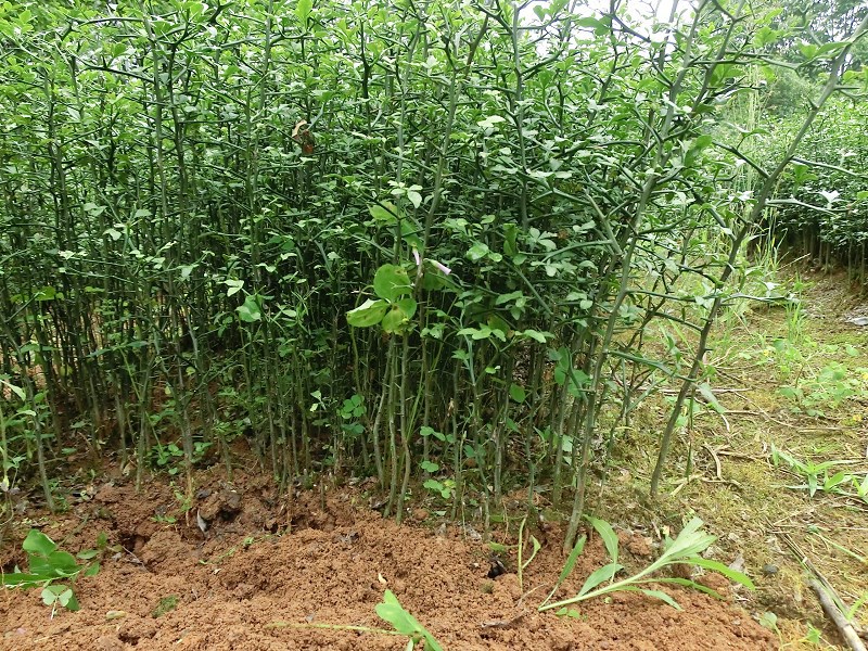 造刺树铁篱笆苗带刺绿植篱笆树枸橘苗臭橘钢橘苗植物枳壳包邮