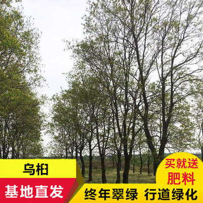 乌桕苗红叶乌桕树苗 庭院别墅绿化植物工程景观绿化苗木菩提树苗