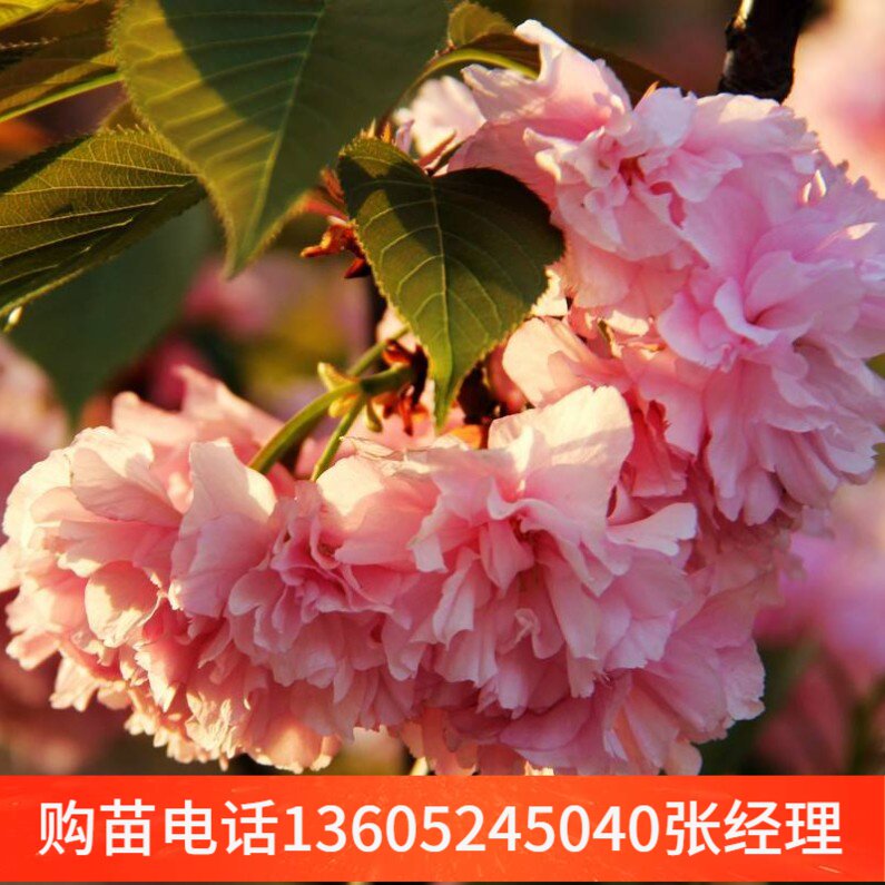 园林绿化苗庭院植物嫁接樱花树苗日本红花樱花苗八重樱花行道树苗