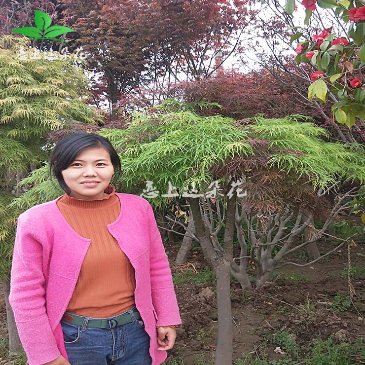 庭院植物红羽毛枫树苗正宗红枫羽毛枫小苗盆景嫁接红枫盆栽羽毛枫