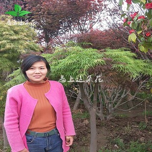 庭院植物红羽毛枫树苗正宗红枫羽毛枫小苗盆景嫁接红枫盆栽羽毛枫