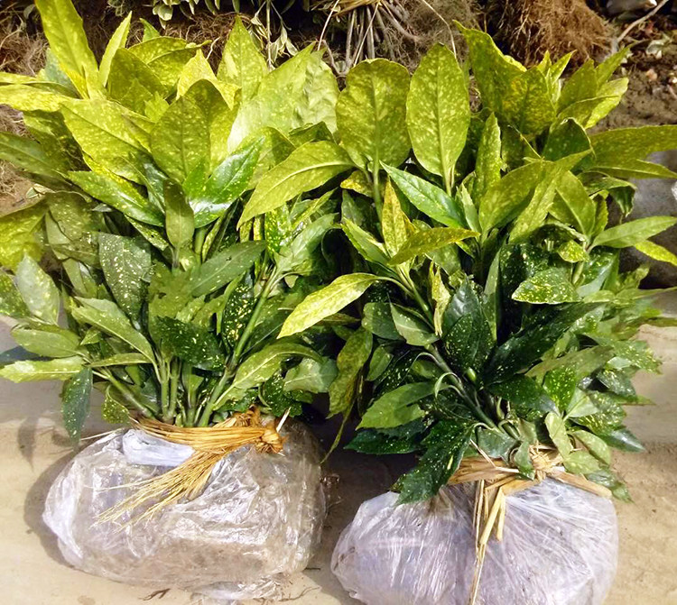 绿化苗木 洒金东瀛珊瑚 洒金珊瑚小苗 花叶珊瑚树苗桃叶珊瑚小苗