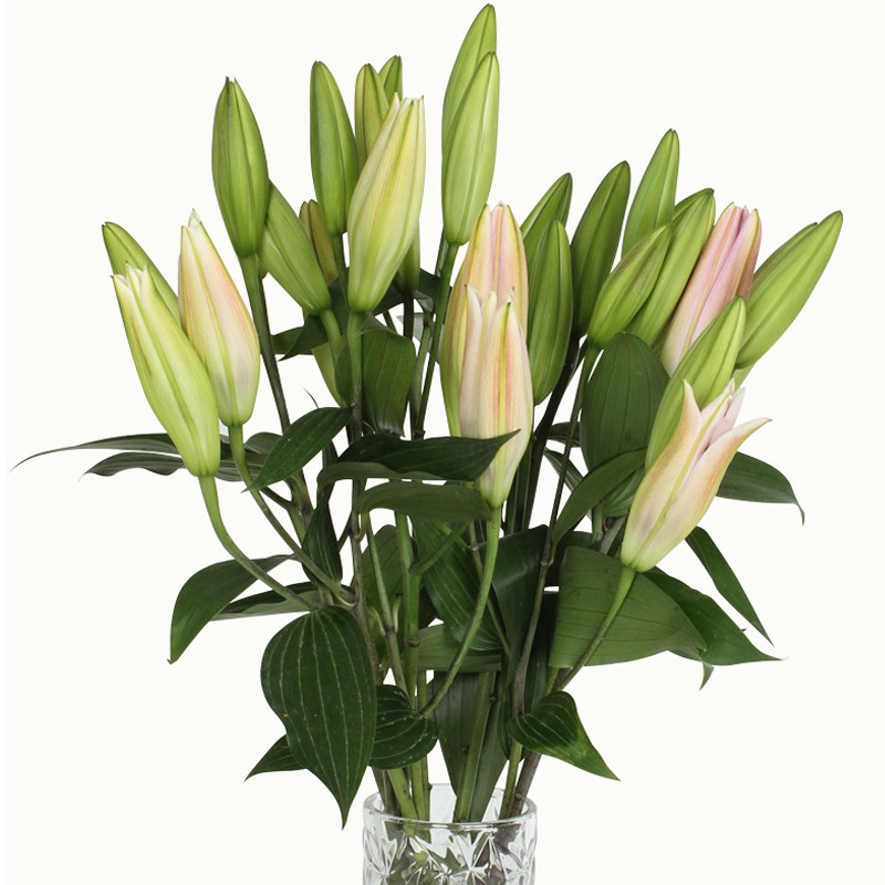 百合花鲜花云南昆明基地直发直批发家用水养花同城插花花束鲜切花