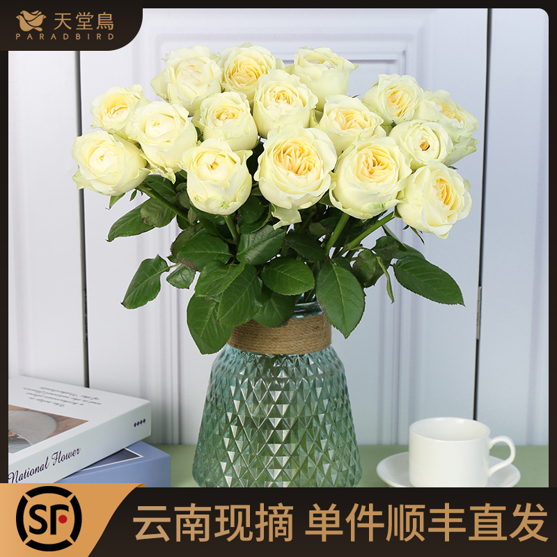 黄色奥斯汀花型奶油杯暖玉玫瑰花鲜花云南直发昆明基地水养鲜切花