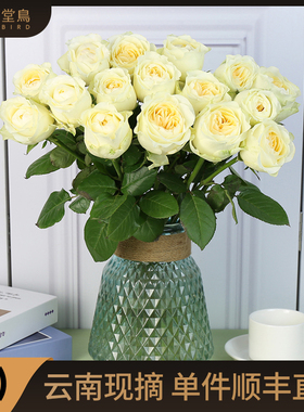 优选黄色奥斯汀花型奶油杯暖玉玫瑰花鲜花云南直发基地水养鲜切花