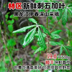 东北特产黑龙江伊春林区新鲜刺五加叶山野菜短梗五加参蘸酱菜顺丰