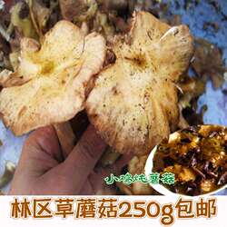 东北特产黑龙江伊春林区草蘑菇新鲜榛蘑菇钉干货食菌类250g包邮