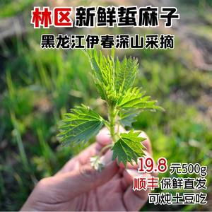 东北特产黑龙江伊春林区新鲜蛰麻子山野菜炖菜蘸酱菜500g发顺丰