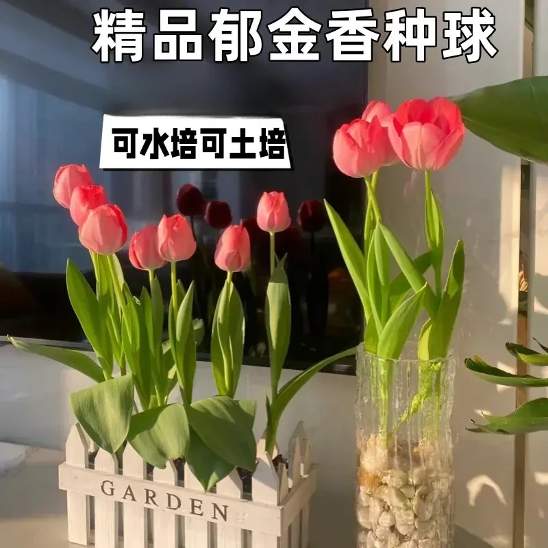 【下单立减50】耐寒易活郁金香种球水培土培适用于室内外种植_gj
