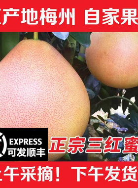 顺丰包邮正宗梅州三红柚子新鲜红心柚子红肉蜜柚中秋整箱现摘现发