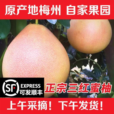 顺丰包邮新鲜现摘三红柚子10斤