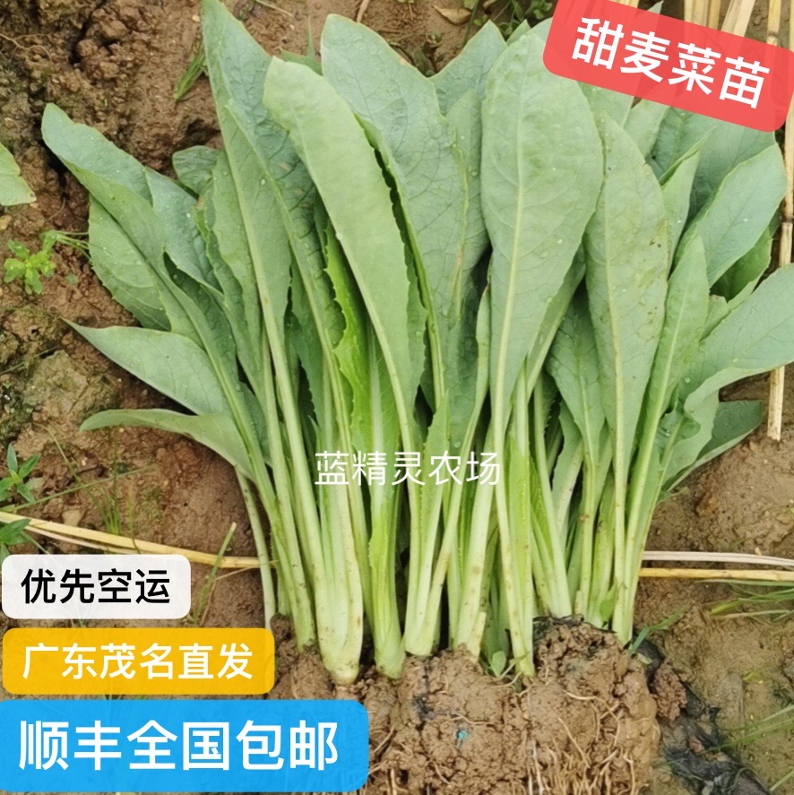 正宗高州甜麦菜苗栽种容易带泥发货软口甘甜高州发货蔬菜四季种