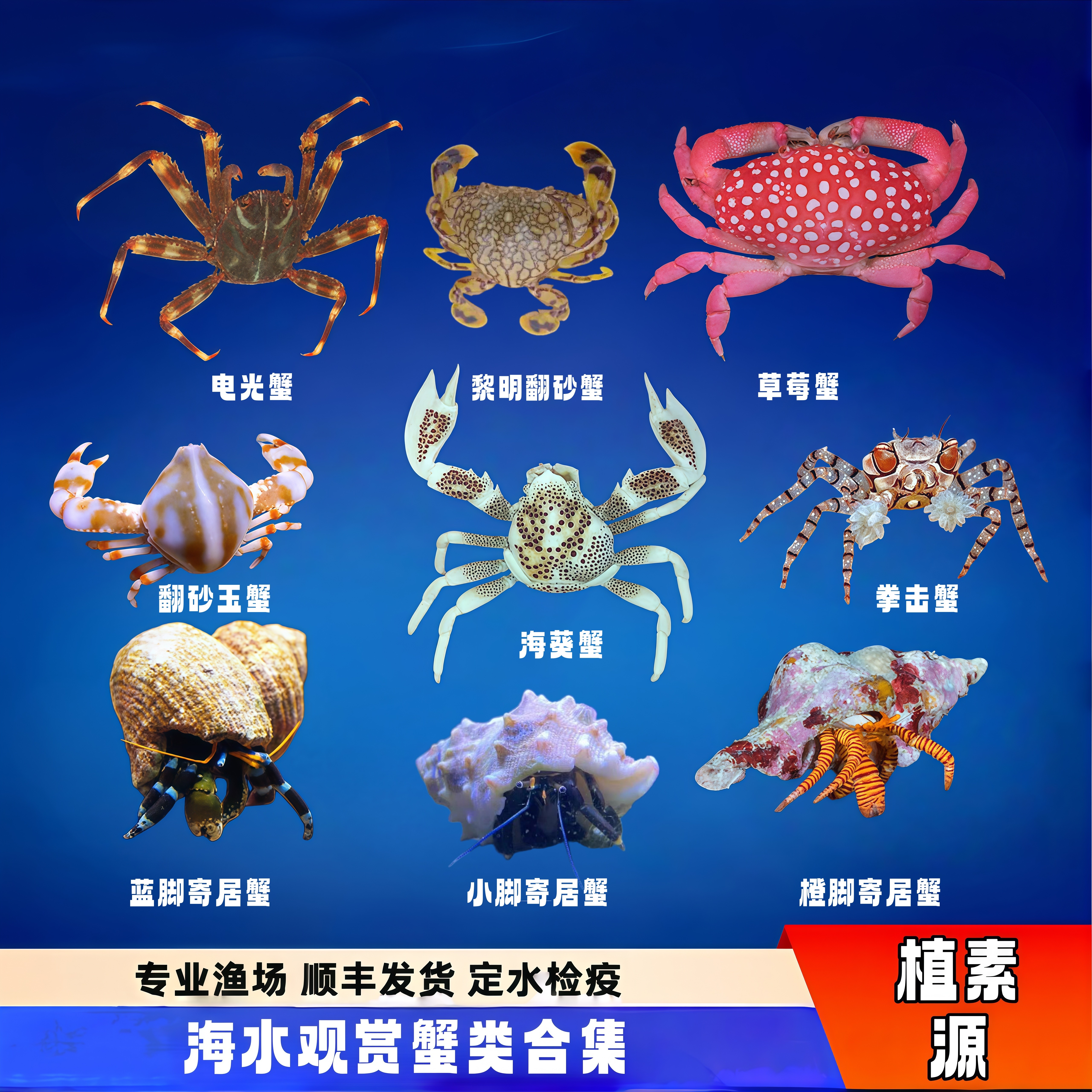 【植素源】观赏蟹海水螃蟹草莓蟹红蓝脚寄居蟹翻砂蟹电光蟹拳击蟹