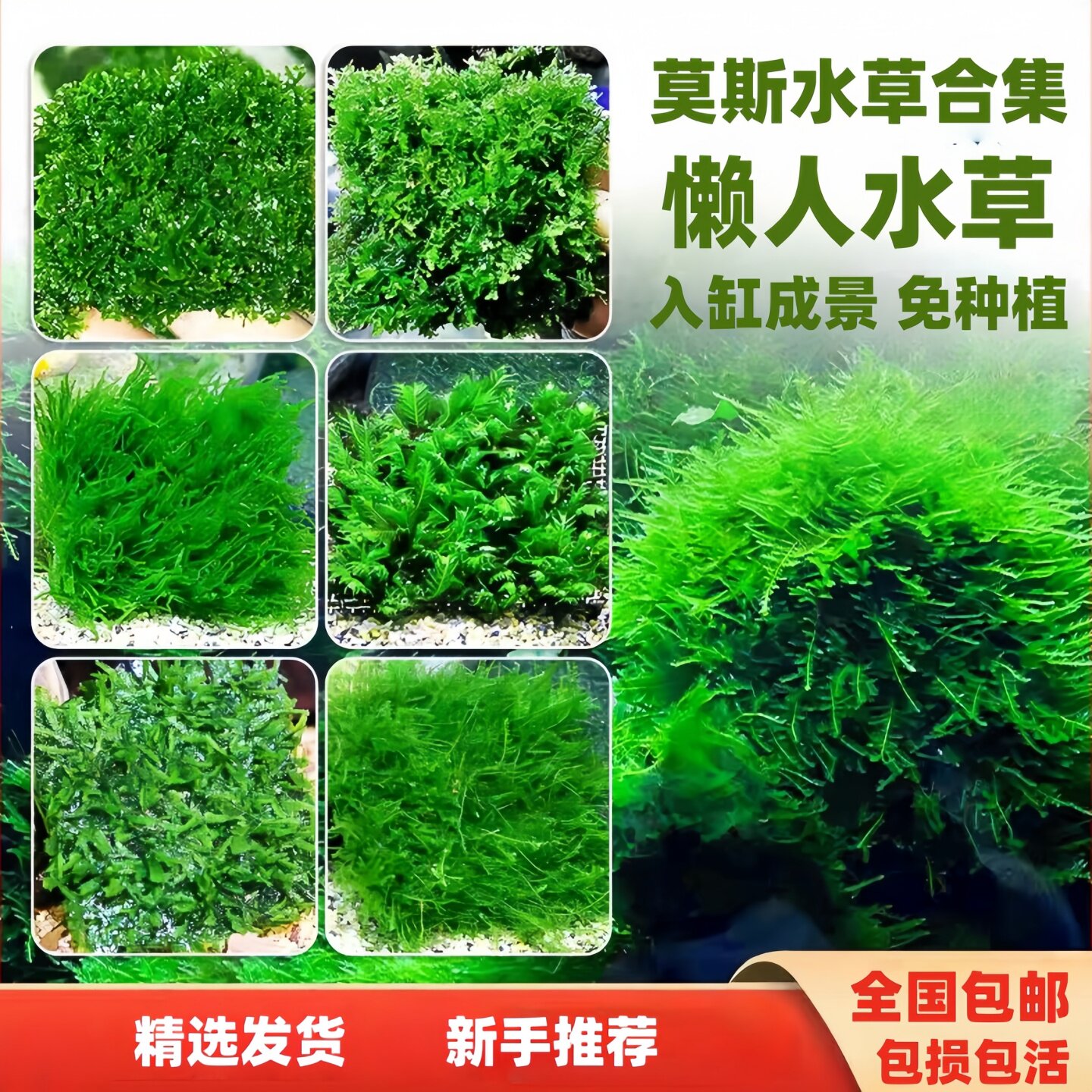 【植素源】莫斯水草莫丝大三角鱼缸造景淡水免种植新手推荐懒人