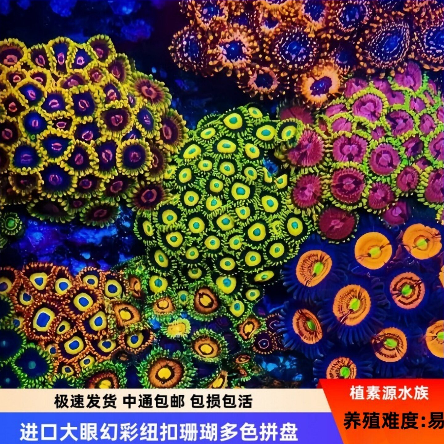 【植素源】纽扣珊瑚进口幻彩大眼荧光多色拼盘活体海水缸新手易养