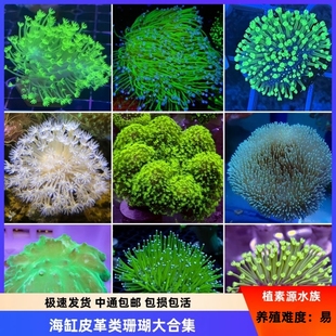 【植素源】皮革珊瑚长须荧光绿密须皮圣诞树奥皮海缸新手活体珊瑚