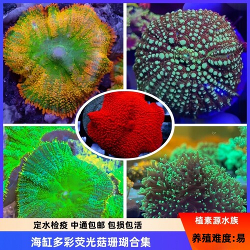 荧光绿菇红菇海缸入门易繁殖珊瑚