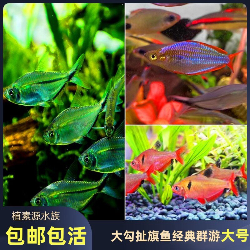 【植素源】黑尾大勾玫瑰扯旗电光美人一眉道人群游热带淡水鱼新手