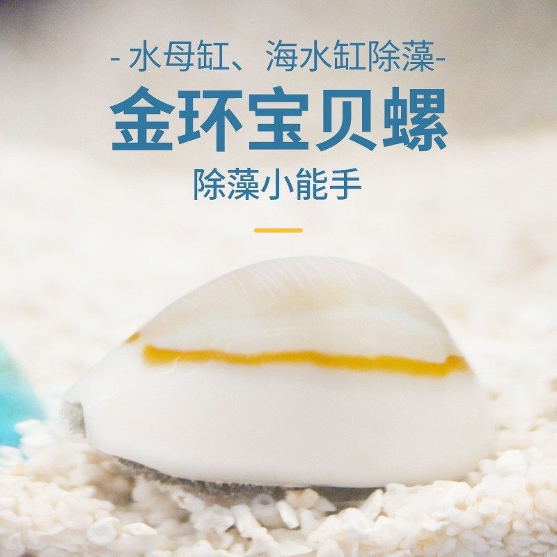 海缸除藻螺金环宝螺紫底星螺红泥褐藻蓝藻绿藻清洁活体海水观赏螺