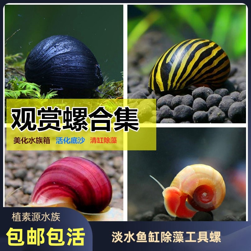 觀賞螺魚缸除藻螺彩蛋不傷魚清潔