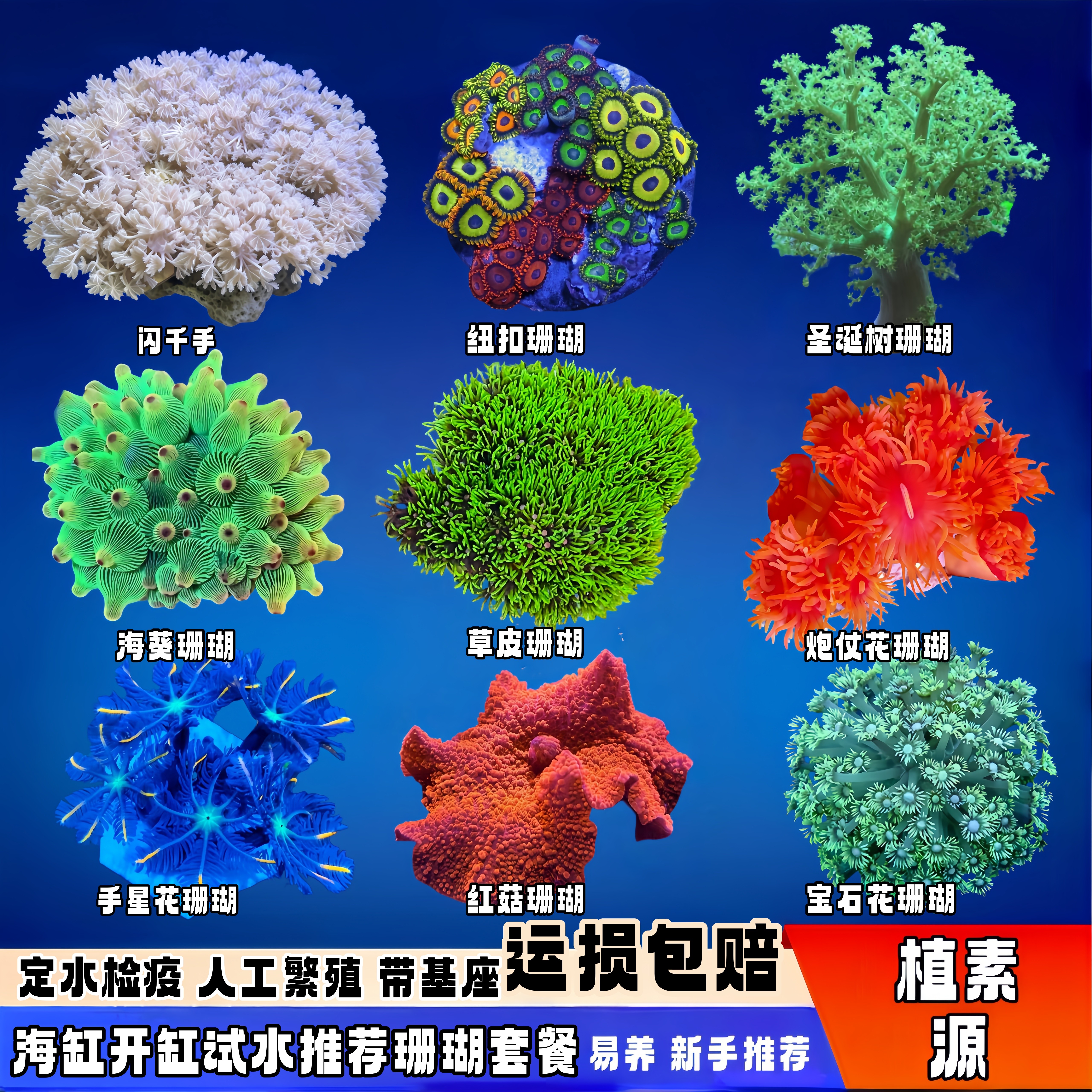 植素源水族珊瑚套餐活体海缸试水