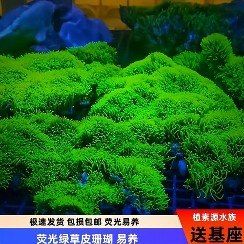 【植素源】长须绿草皮珊瑚合集
