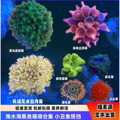 植素源海葵类软体珊瑚大合集