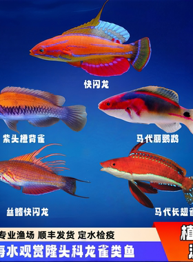 【植素源】隆头科雀龙类海水鱼观赏鱼快闪龙五彩雀鹦哥鱼定水检疫