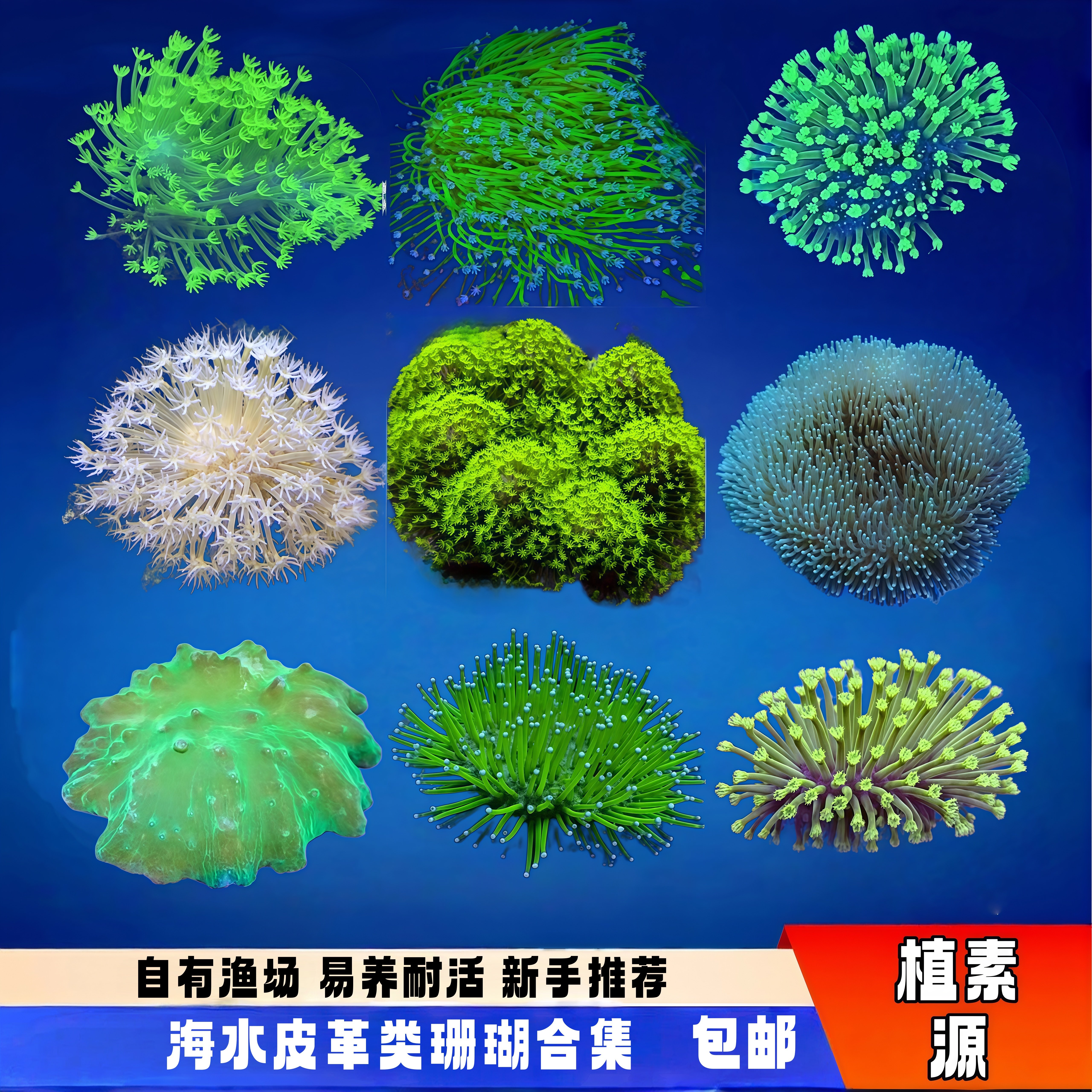 植素源水族皮革珊瑚须长花大易养