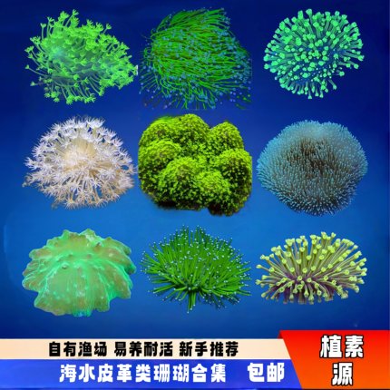 【植素源】皮革珊瑚长须荧光绿密须皮圣诞树奥皮海缸新手活体珊瑚