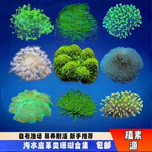 植素源水族皮革珊瑚须长花大易养