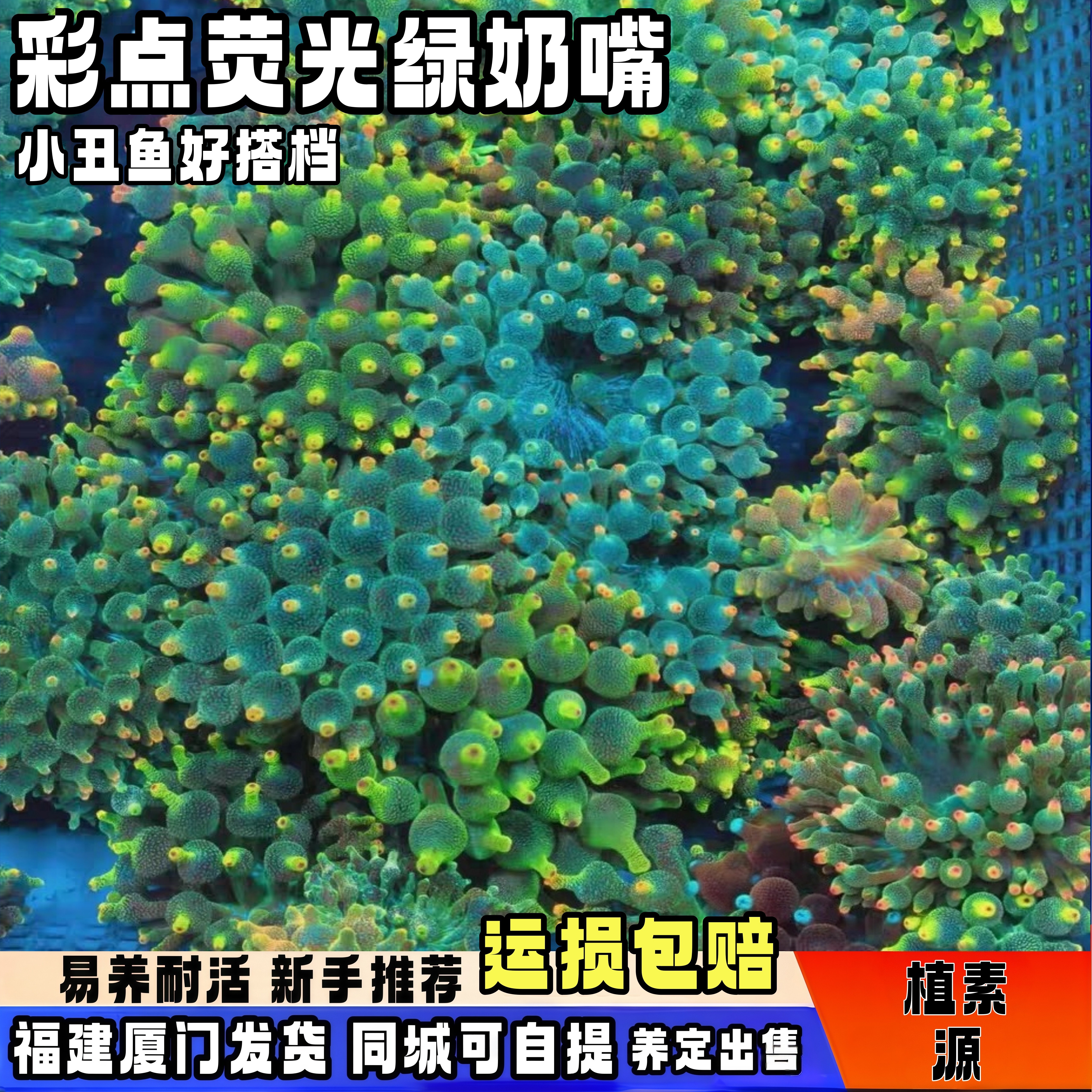奶嘴海葵小丑鱼共生紫头海葵观赏活体珊瑚荧光绿奶嘴海葵软体海水