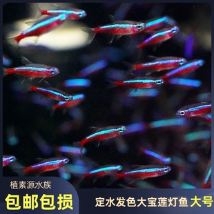 【植素源】宝莲灯鱼红绿灯鱼观赏热带鱼活体淡水鱼草缸群游小型鱼