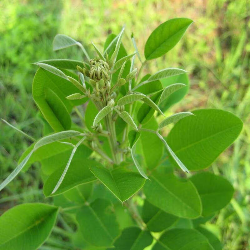 长镰草种子响铃草籽墓地草坪种子坟地草籽 四季青草籽 坟头草茅草