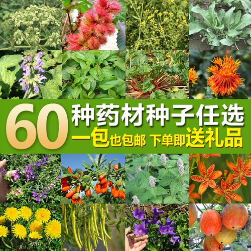 药材种子大全材种植苗黄芪当归党参板蓝根种籽春四季药材籽种