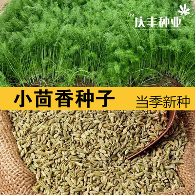 茴香种子 小茴香籽 怀香香丝菜种 散装 四季播耐寒老品种蔬菜种子