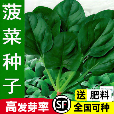 大叶菠菜种子趴地菠菜老品种红根大叶菠菜四季播秋季菜籽耐寒蔬菜