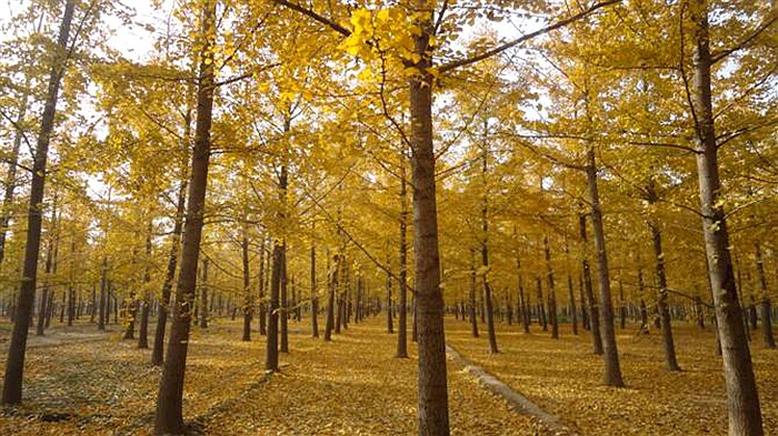 云南昆明基地直销银杏大小苗 百果苗 绿化行道树 占地拆迁专用