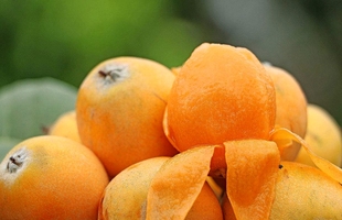 云南昆明基地直销（五星）枇杷大小苗实生苗绿化行道果树庭院阳台