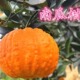 四川南瓜柑圣诞佳品灯笼柑当季 鲜果橙子大果薄皮味清甜爽口