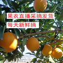江西赣州果园直贡店橙子高档水果赣州赣南脐橙当季 新鲜橙直播店
