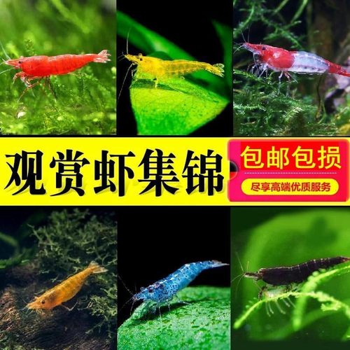 容易饲养除藻冷水草缸