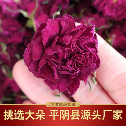花冠王大朵平阴玫瑰半开新鲜无硫重瓣玫瑰花茶紫蓝花园泡水喝干花