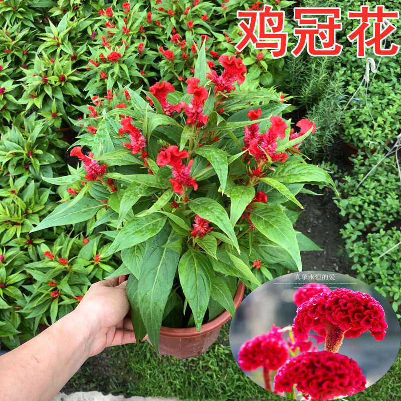 鸡冠花盆栽带花苞花苗黄穗冠室内外阳台庭院好养观花四季开花绿植