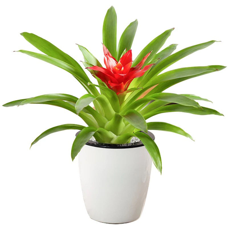 鸿运当头盆栽小红星火炬绿植秋冬季花卉客厅室内办公植物四季开花