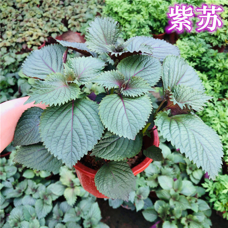 紫苏盆栽可食用清香配菜去腥薄荷四季常青驱蚊好养耐晒多年生绿植