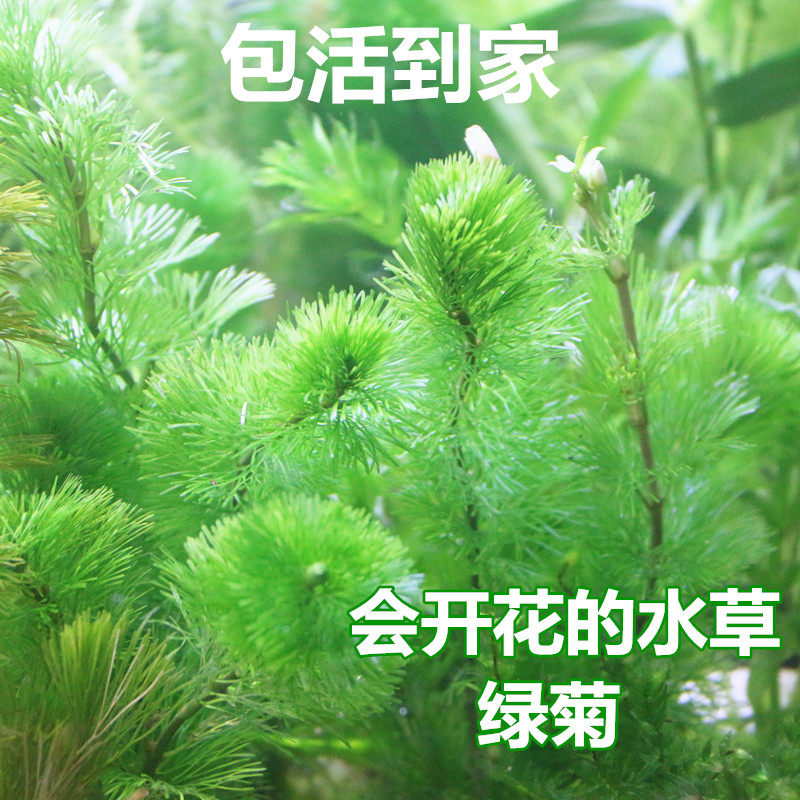 金鱼水草花多少钱 金鱼水草花优惠券免费领取 有条鱼